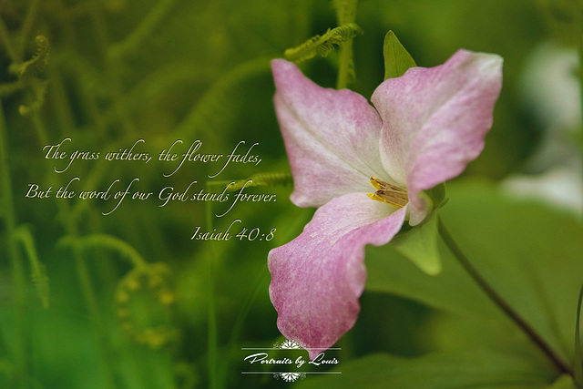 Isaiah 40:8