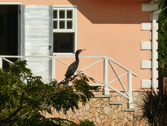 Double-crested Cormorant at pond on way to Tobago airport
