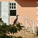 Double-crested Cormorant at pond on way to Tobago airport