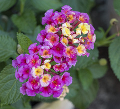 Lantana flower close up