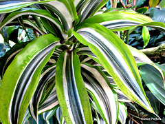 Striped Leaves.