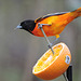 Baltimore Oriole