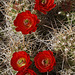 Mojave Mound Cactus