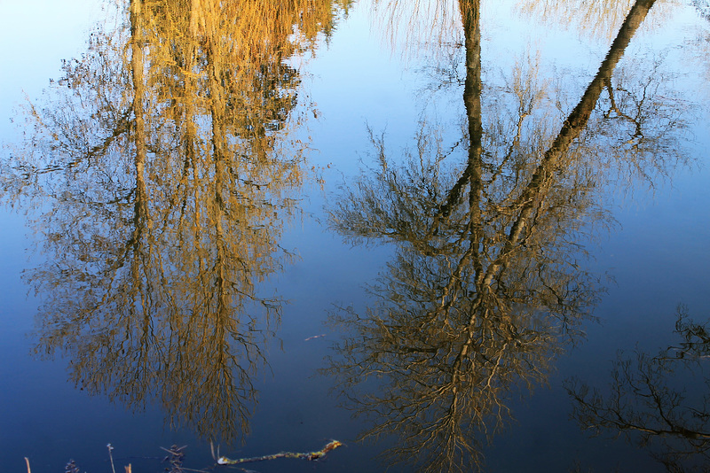 miroir d'arbres