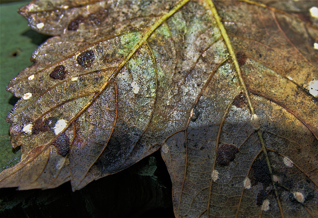 DSC06958 (3) 1