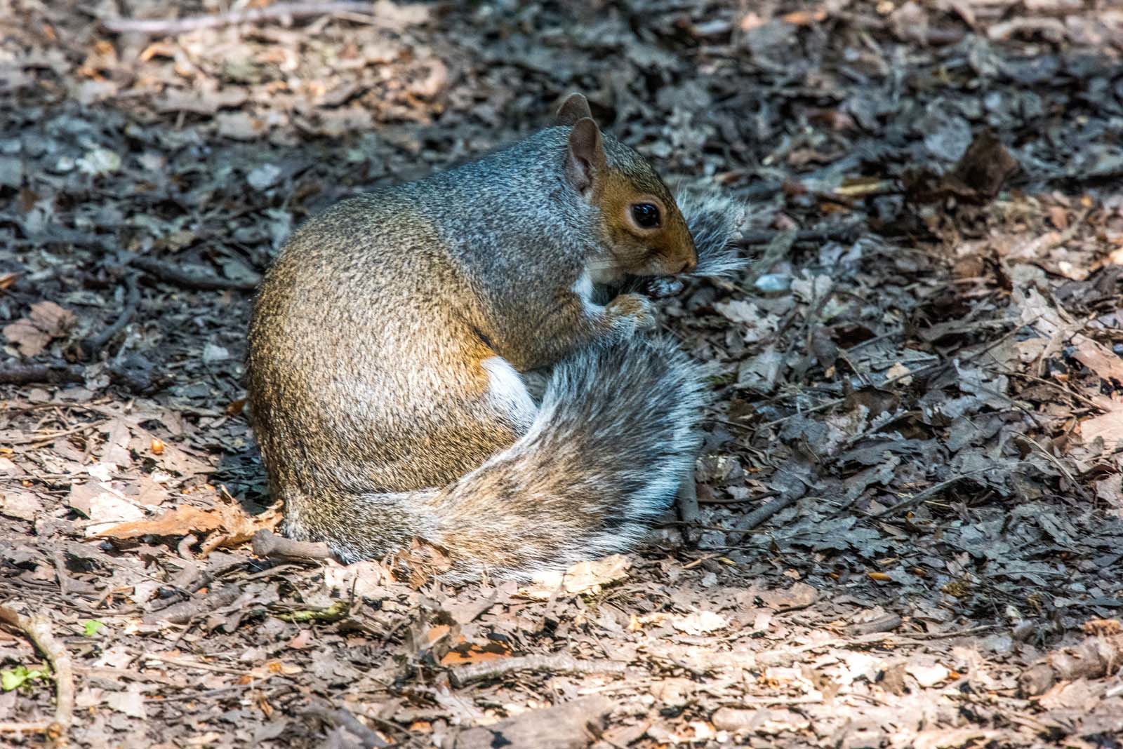 Squirrel grooming..