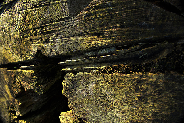 Sawn Stump