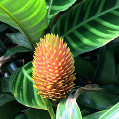 An other tropical flower.