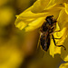 Hoverfly at rest