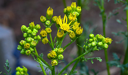 20200621 8669CPw [D~LIP] Klebriges Greiskraut (Senecio viscosus), Bad Salzuflen