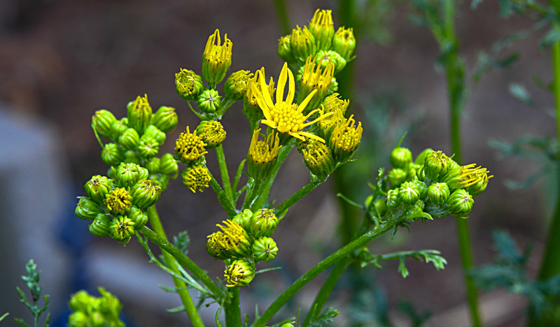 20200621 8669CPw [D~LIP] Klebriges Greiskraut (Senecio viscosus), Bad Salzuflen