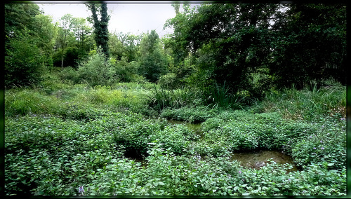 Zone humide d'Estouy / Estouy Wetland