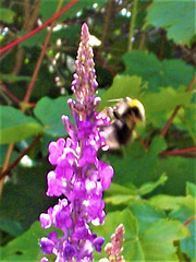 A bee enjoying the flower