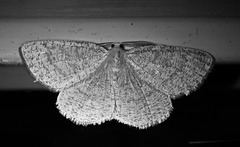 Motte am Fenster Motte am Fenster