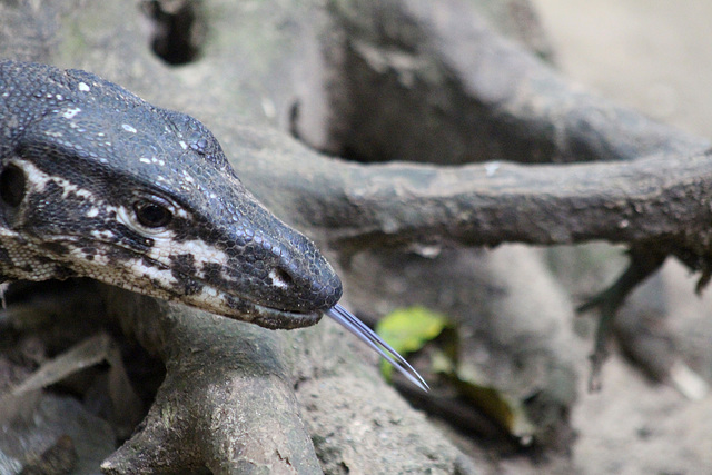 Monitor Lizard