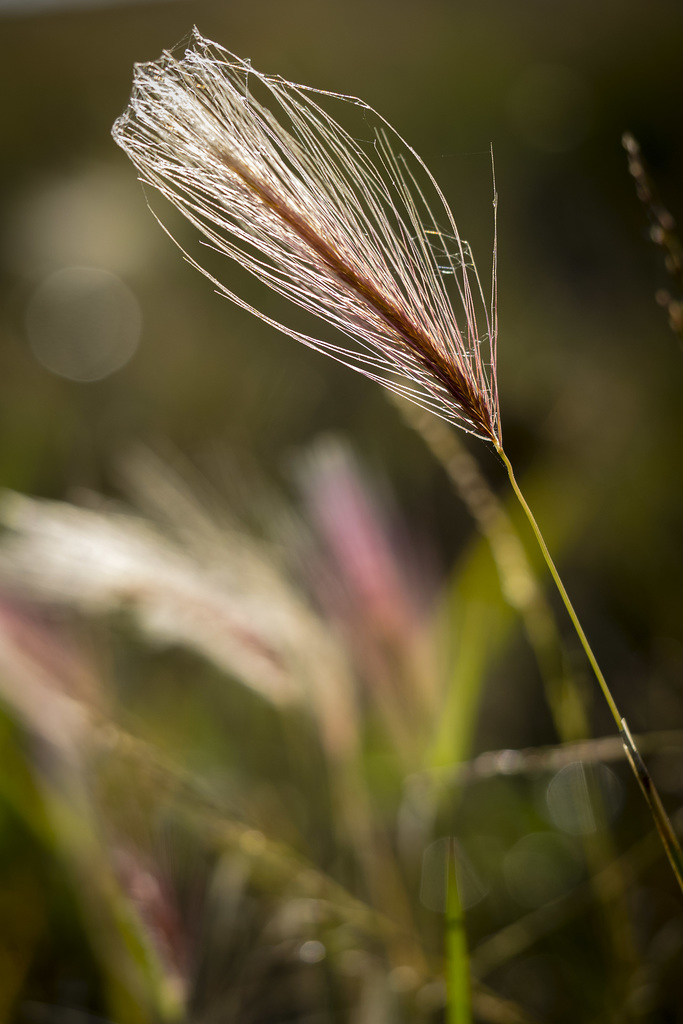 Foxtail