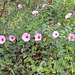 Mallow-leaved Bindweed (Convolvulus althaeoides) Alvor (2012)