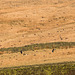 Mixed Flock