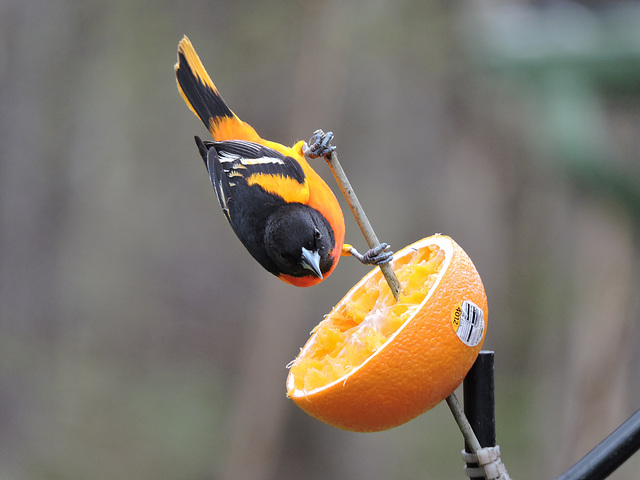 Baltimore Oriole