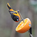 Baltimore Oriole