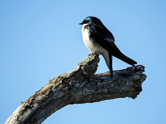 Tree Swallow, Day 2, Rondeau Provincial Park