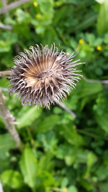 dipsacus sativus seed head