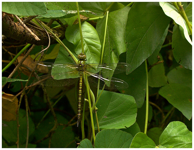 Dragonfly IMG_2453