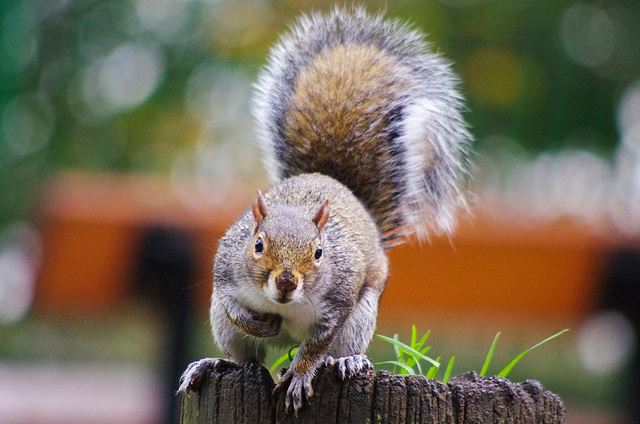 Squirrel hiding nuts