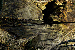 Sawn Stump