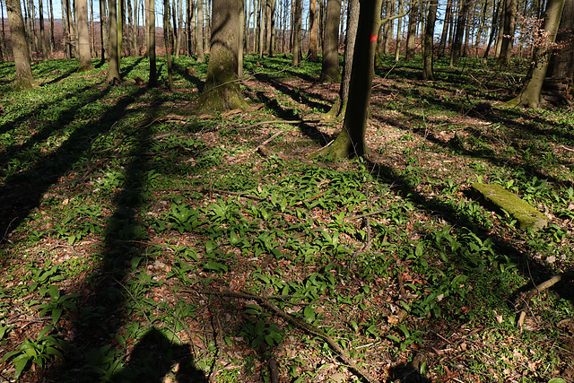 Bärlauchplantage