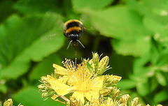 20200621 8677CPw [D~LIP] Erdhummel, Johanniskraut, Bad Salzuflen