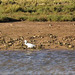 Egret on Ria Formosa.