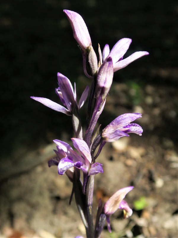 Limodorum abortivum, Orchidacées (Bédoin, Vaucluse, France)