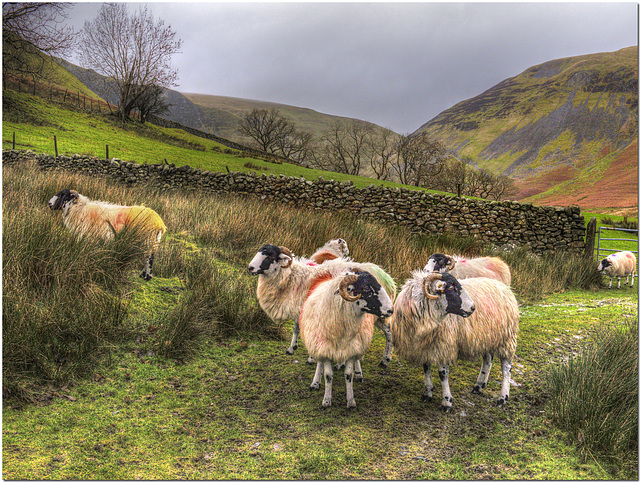 Polychrome Sheep