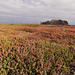 Landes Bretonnes.