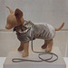 Dog Coat and Leash in the Brooklyn Museum, July 2010