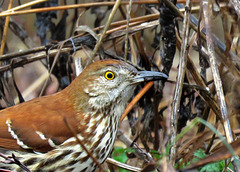 Brown Thrasher