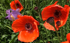 Poppies are Popping!