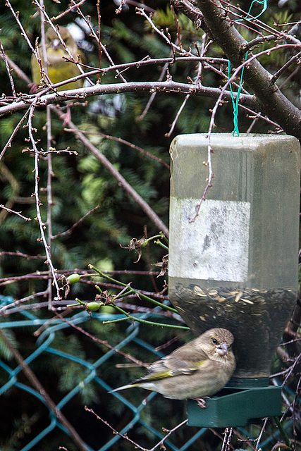 20141228 6091VRAw [D~RI] Grünfink [m+w] (Carduelis chloris), Rinteln