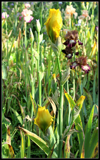 Côte d'or (2)