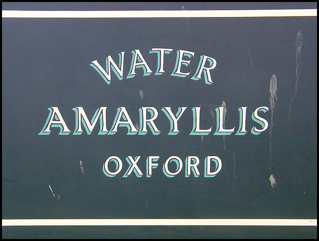 Water Amaryllis Oxford