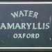 Water Amaryllis Oxford