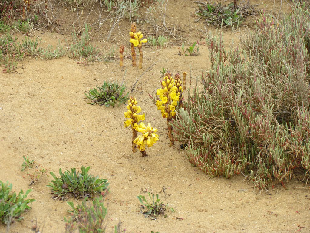 Cistanche phelypaea (Broomrape family) Alvor estuary (2012)