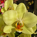 Orchidee....che passione!