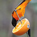 Baltimore Oriole