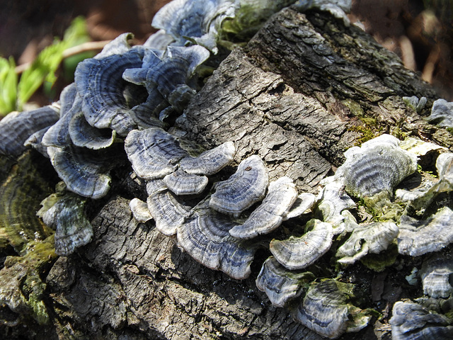 Fungus on a log, Pt Pelee