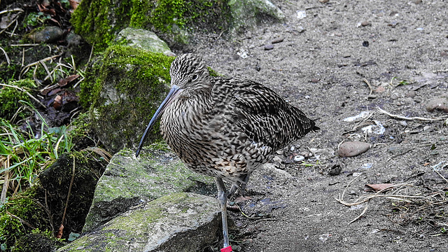 20190216 4434CPw [D~BI] Großer Brachvogel, Tierpark Olderdissen, Bielefeld