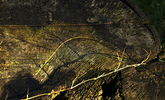 Sawn Stump