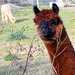 Alpaca!