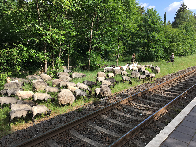 Bahnsteig knapp verpasst